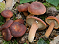 Lactarius britannicus fo. britannicus