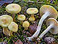 Hygrophorus lucorum