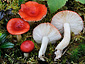 Russula griseascens