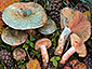 Lactarius semisanguifluus