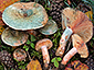 Lactarius semisanguifluus