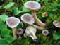 Lactarius vietus