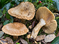 Lactarius mairei