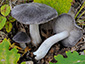 Tricholoma orirubens