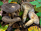 Lactarius romagnesii