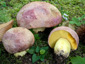 Boletus regius