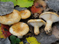 Lactarius evosmus