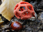 Clathrus ruber