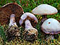 Cortinarius traganus