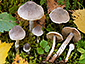 Cortinarius hemitrichus