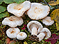 Lactarius scoticus