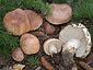 Tricholoma cedretorum