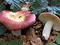 Russula curtipes