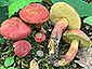 Rheubarbariboletus armeniacus