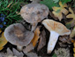 Lactarius azonites fo. azonites