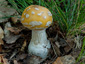Amanita gemmata