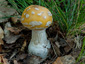 Amanita gemmata