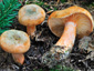 Lactarius deterrimus