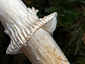 Conocybe aporos