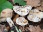 Lactifluus brunneoviolascens