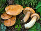 Lactarius porninsis