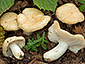 Russula farinipes