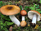 Russula integriformis