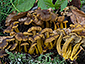 Craterellus tubaeformis