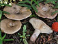 Lactarius cistophilus