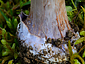 Cortinarius moenne-loccozii