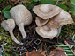 Clitocybe radicellata