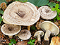 Lactarius fluens