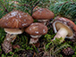 Suillus luteus