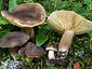 Lactarius picinus