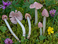 Hygrocybe calyptriformis