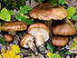 Tricholoma quercetorum