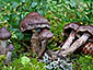 Cortinarius brunneus