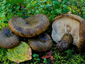 Lactarius turpis