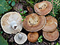 Russula ravida