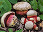 Boletus satanas