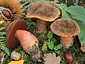 Boletus erythropus