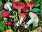 Russula nana