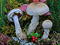 Cortinarius rusticus