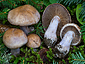 Cortinarius variecolor