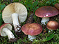 Russula vinosa