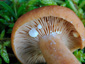 Lactarius lacunarum