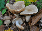 Lactarius azonites fo. azonites