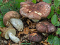 Russula olivacea