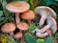 Lactarius torminosulus