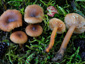 Lactarius obscuratus var. obscuratus